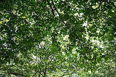 时代剧模拟游戏《Wylde Society》Steam页面开放 发售日待定